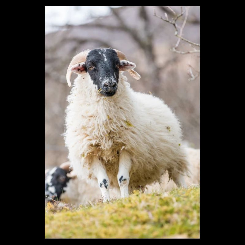 Schaf Ovis in Irland