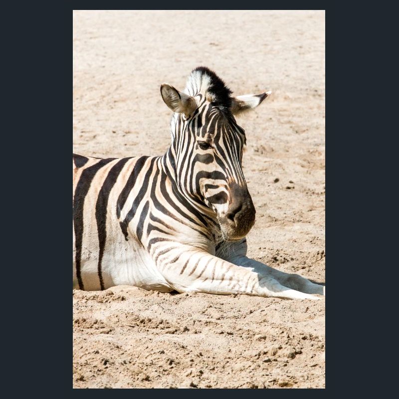 Zebra (in german Zebra or Zebras) Hippotigris