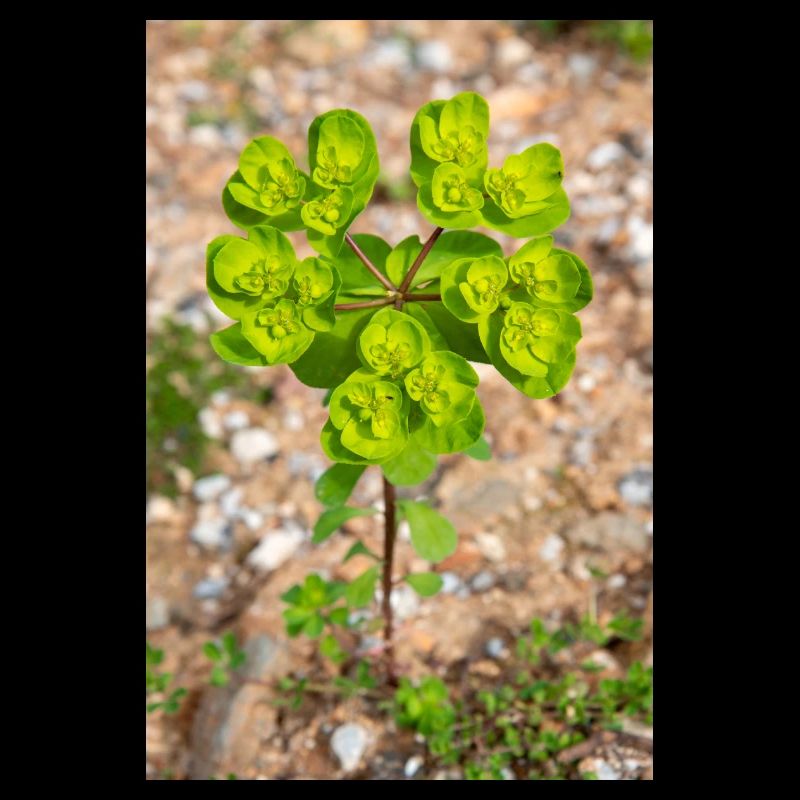 fleur colorée Wolfsmilch (Euphorbia) en fleurs