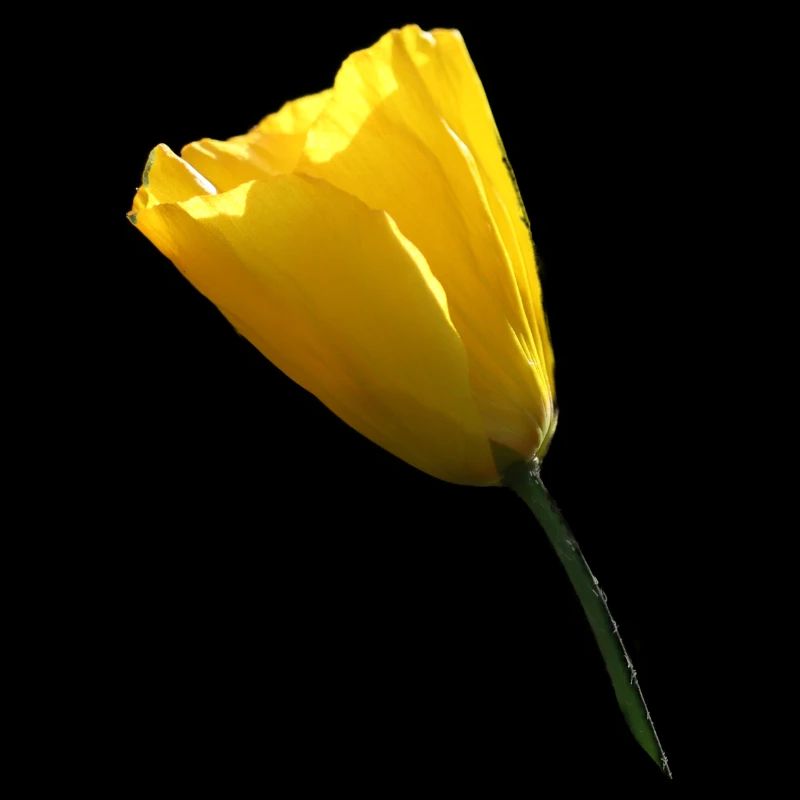 gelber Mohn Klatschmohn Mohnblume