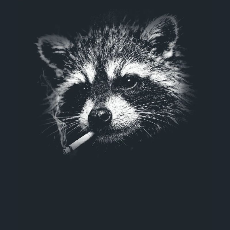 Rauchen, Zigarette, Waschbär raucht eine Zigarette