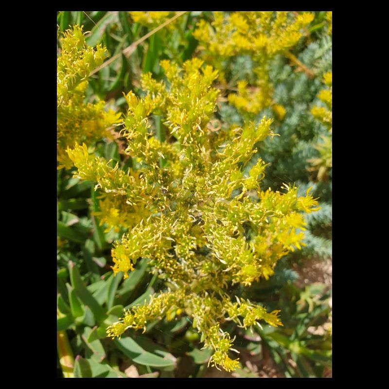 Goldmoos-Mauerpfeffer auch Moos-Mauerpfeffer Sedum acre