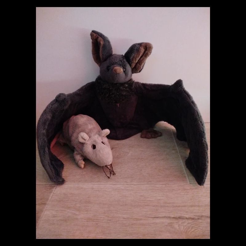 Chauve-souris et souris à aile nocturne