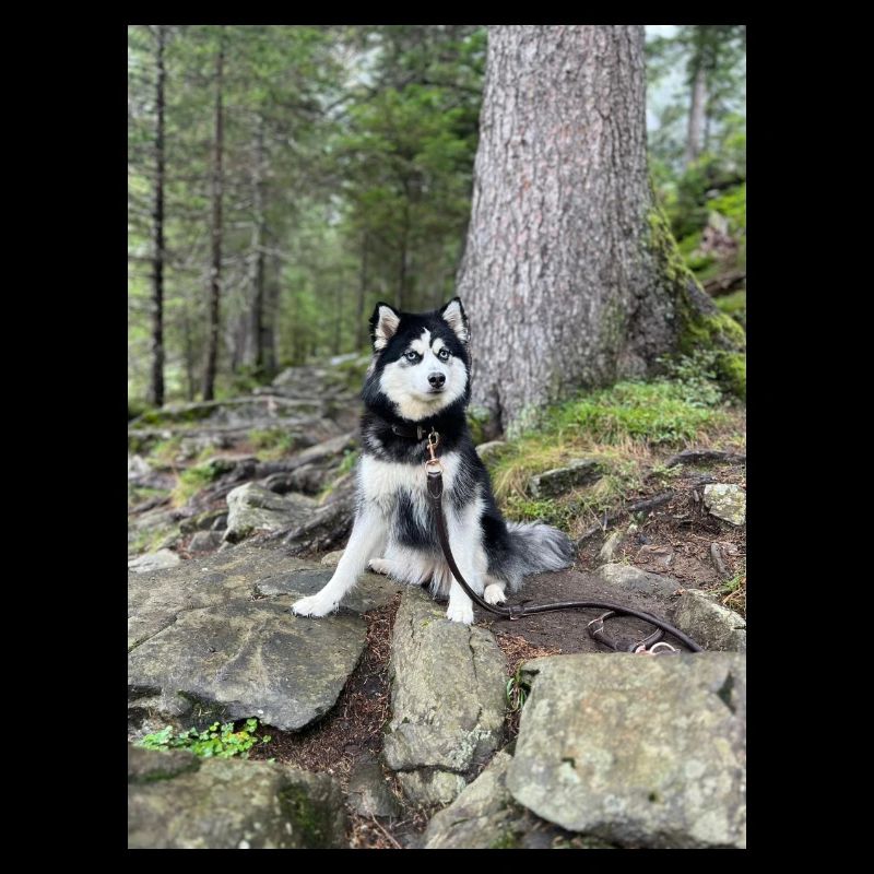 Husky