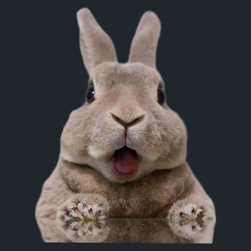 Lapin