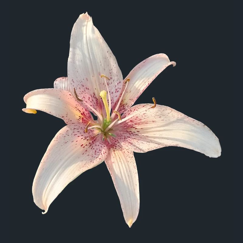 Lily Roses Blossoms