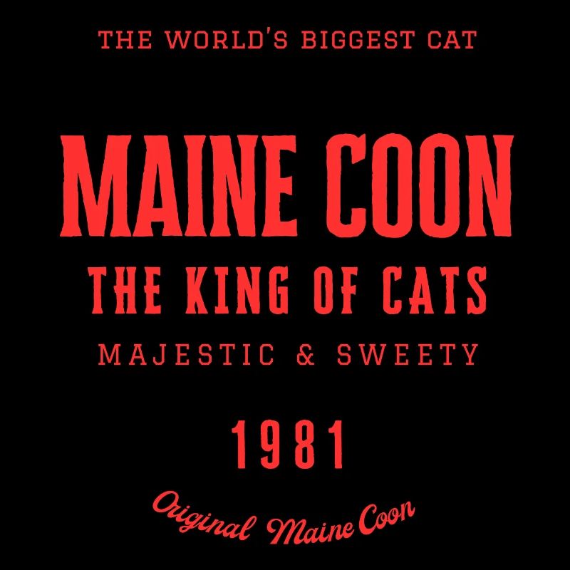 Maine Coon - Chat le plus grand du monde