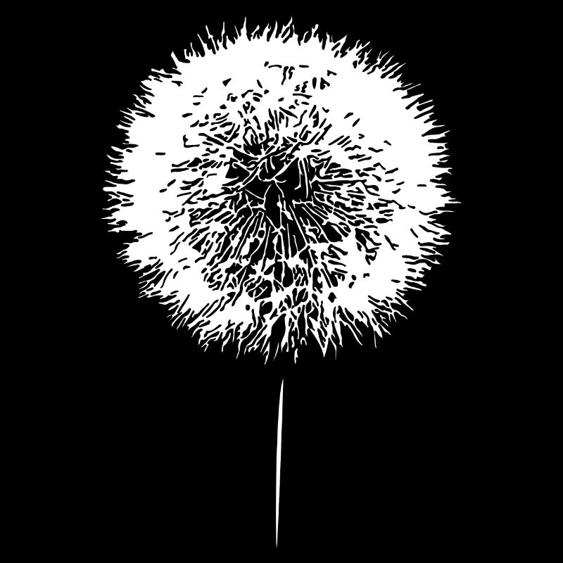 Löwenzahn Pusteblume Dandelion Samen