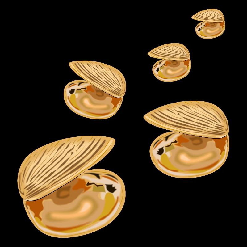 Coquillages décoratifs