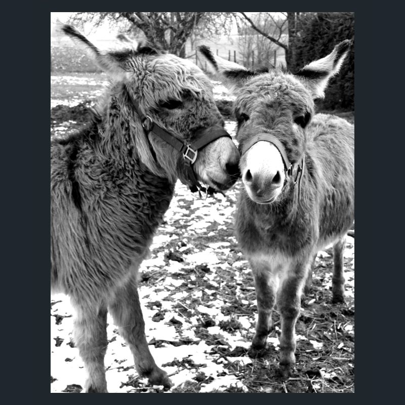 Two donkeys