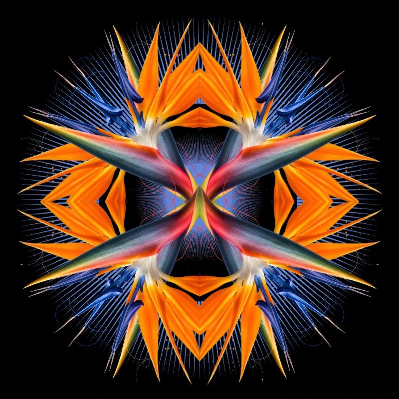Mandala Oiseau de Paradis Fleur Abstrait Tropical Art
