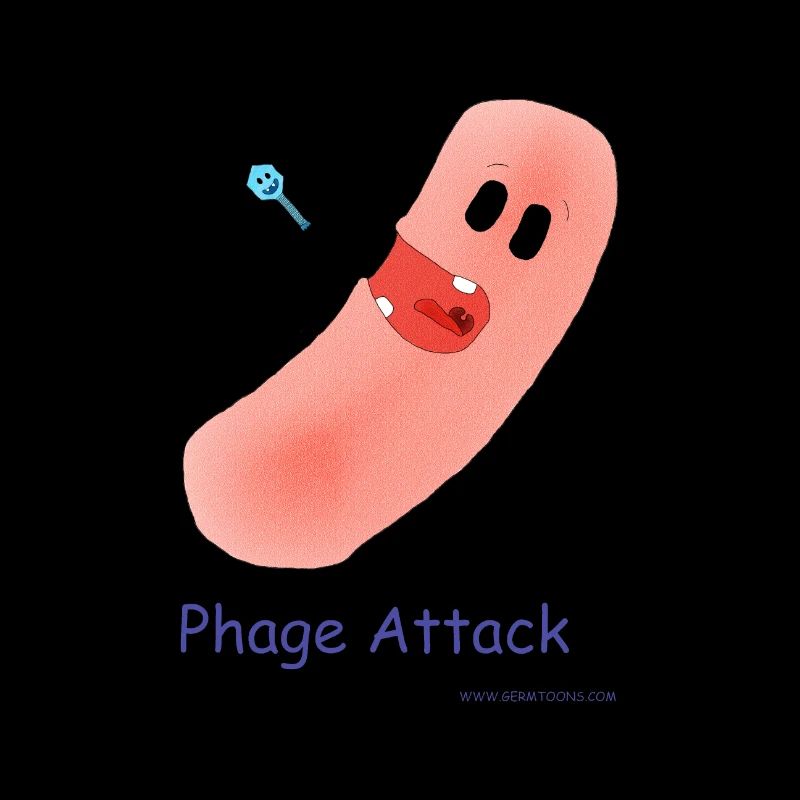Attaque du phage - Bactéries et bactériophages