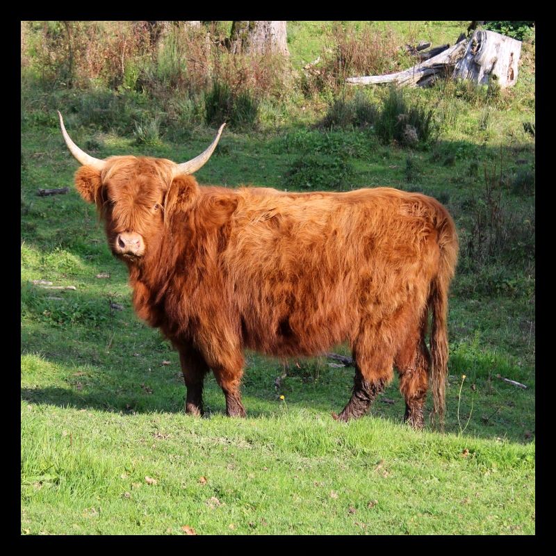 Vache vache vaches Bovins Agriculture Poster