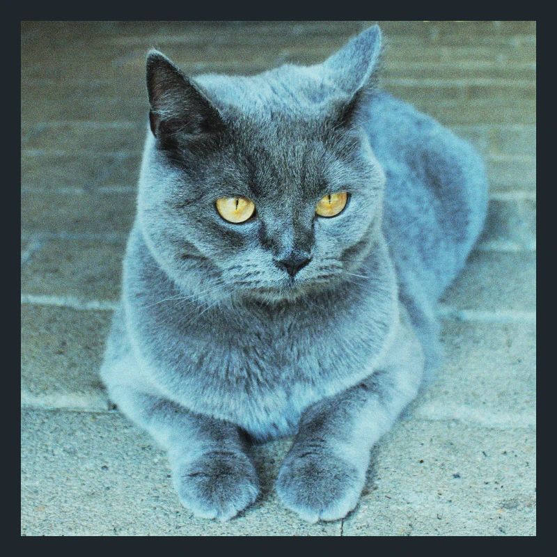 Grau Blau Katze mit Goldenen Augen
