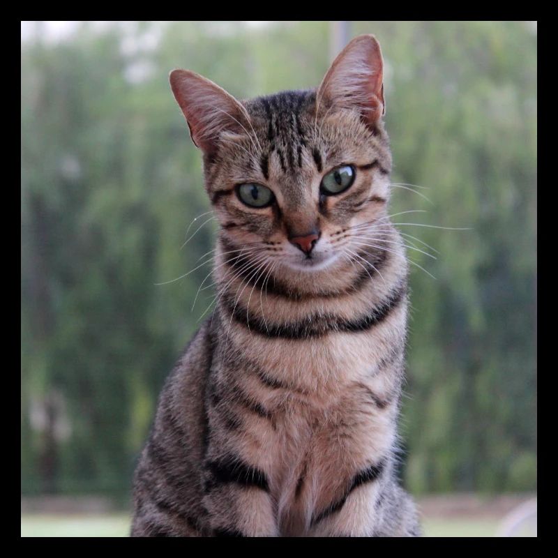 Chat chaton affiche chat carré affiche