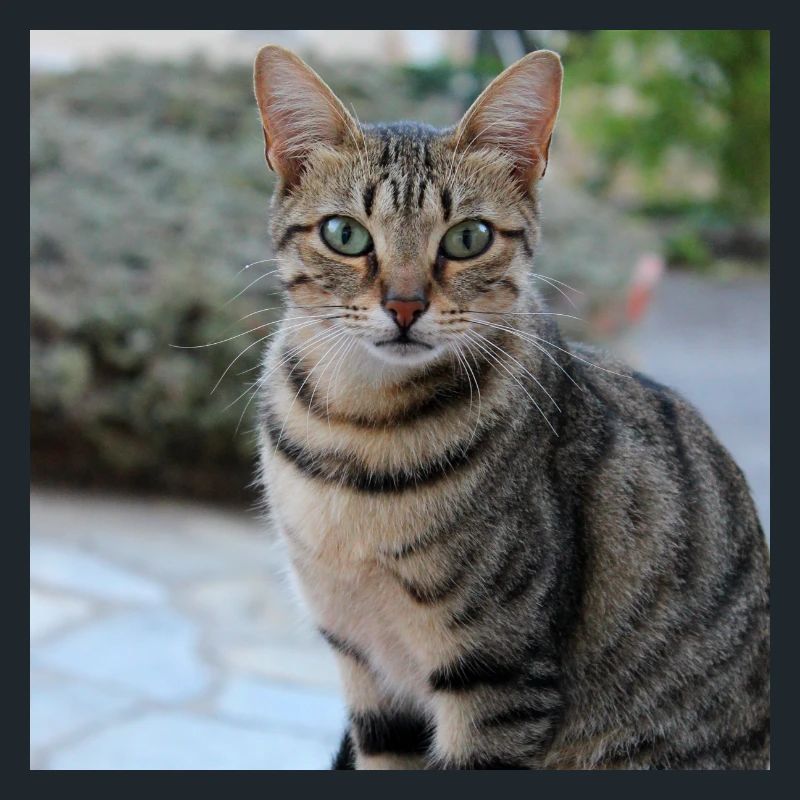 Cat Kitten Poster Square Cat Poster
