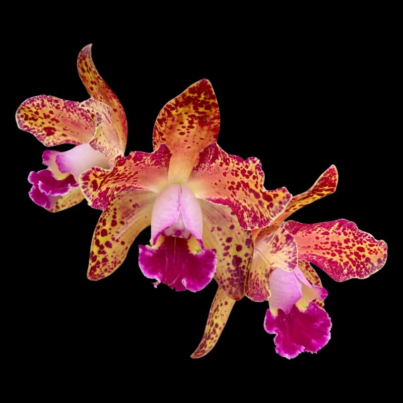 Orchidee Cattleya Hybride Sommerfarben Blüte