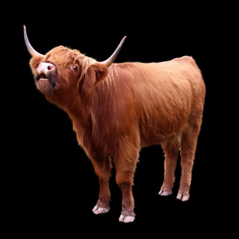 Scottish Highland cattle