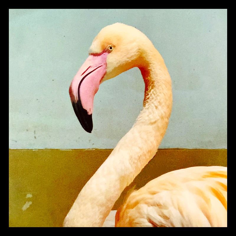 Flamingo 