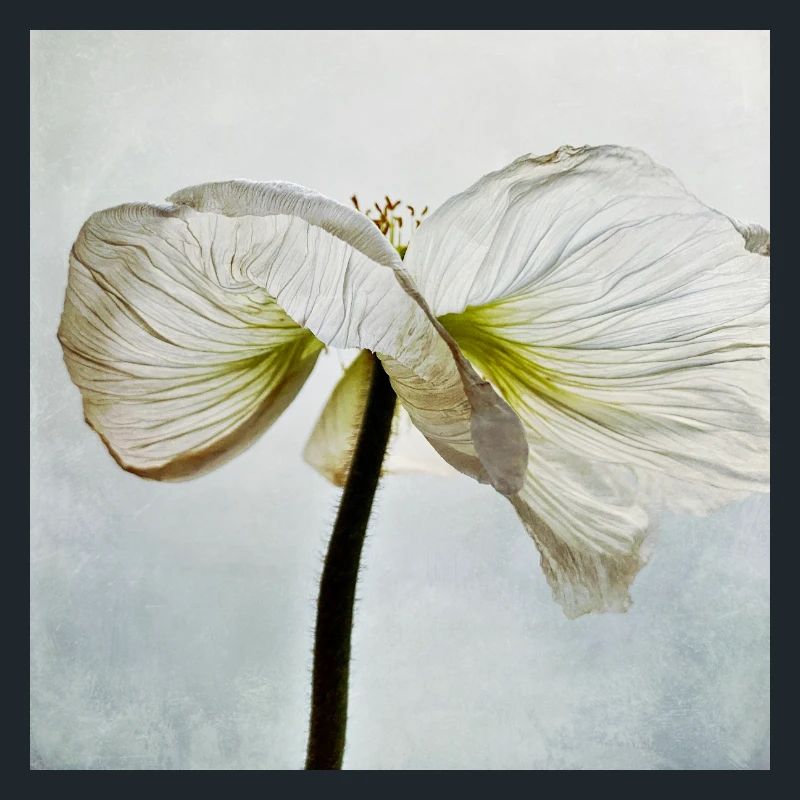 Fleur de pavot blanc