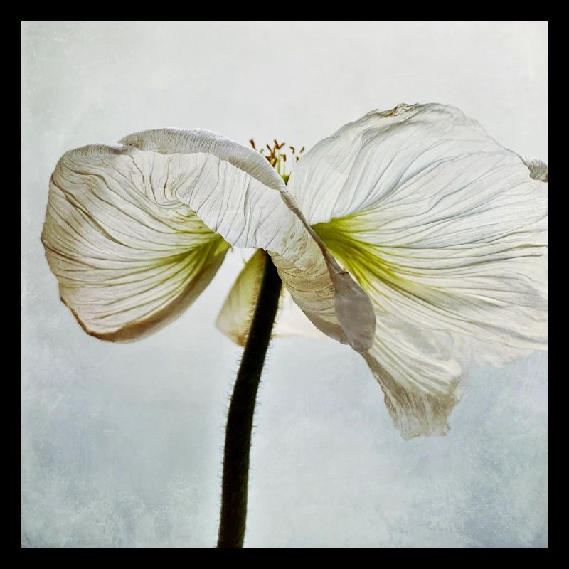 Weiße Mohnblüte