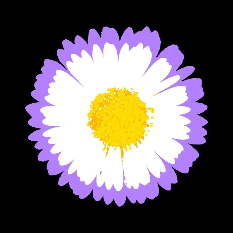 Lila Daisy Bloom mit gelbem Kern