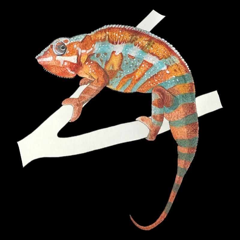 orange türkises Chamäleon Chamaeleon zeylandicus