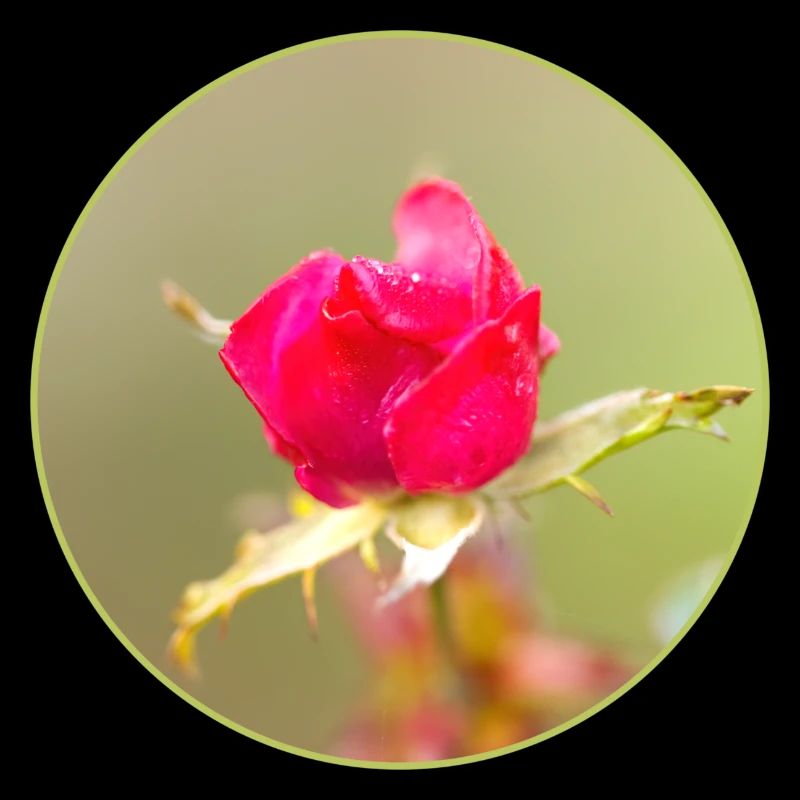 bourgeon rouge-rose, fleur de rose rouge, rose rose