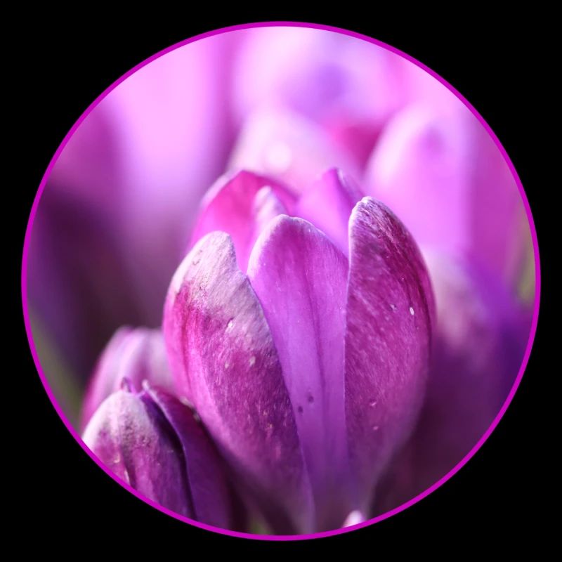 Crocus Crocus Fleurs violettes Crocus Bourgeon de crocus
