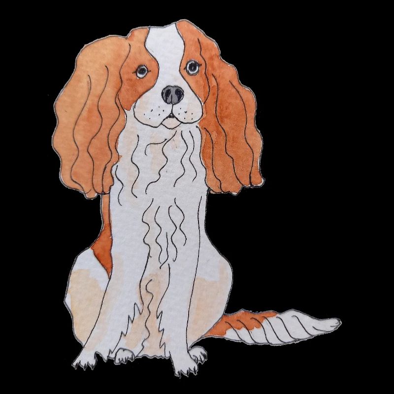 Cavalier King Charles Spaniel Fun