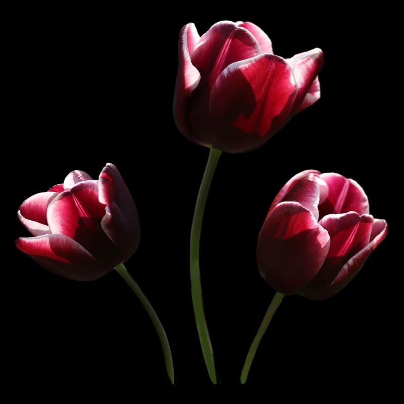 Tulip burgundy tulips