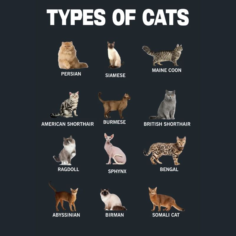 Types de chats Guide éducatif des races de chats