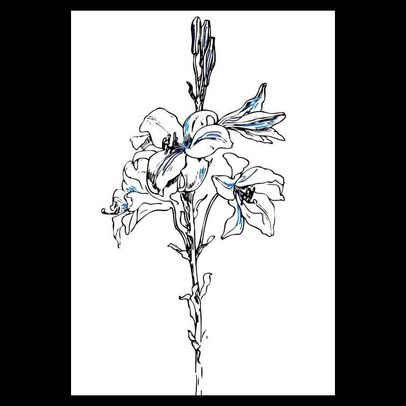 Blue lillies