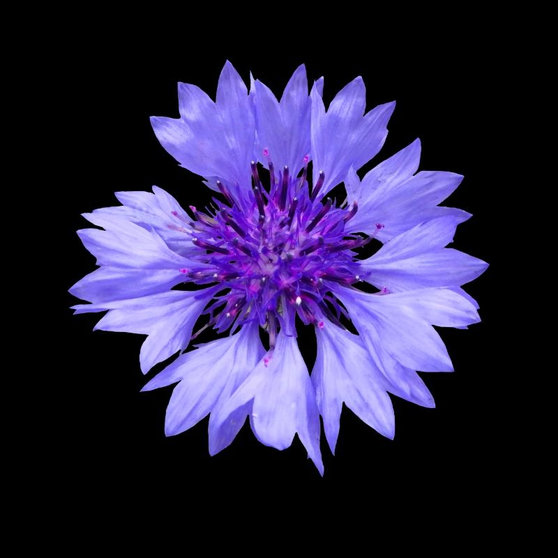 bleuet bleu, fleur, fleurs, fleurs, fleurs, jardin