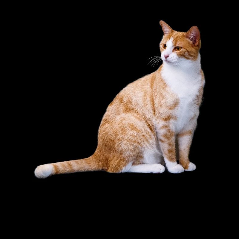 Chat assis chat rouge Kitty Sweet Gift