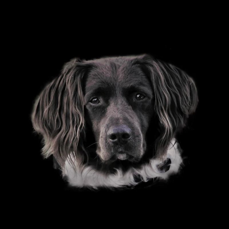 Hovawart Hunderasse Hund Hunde Geschenk