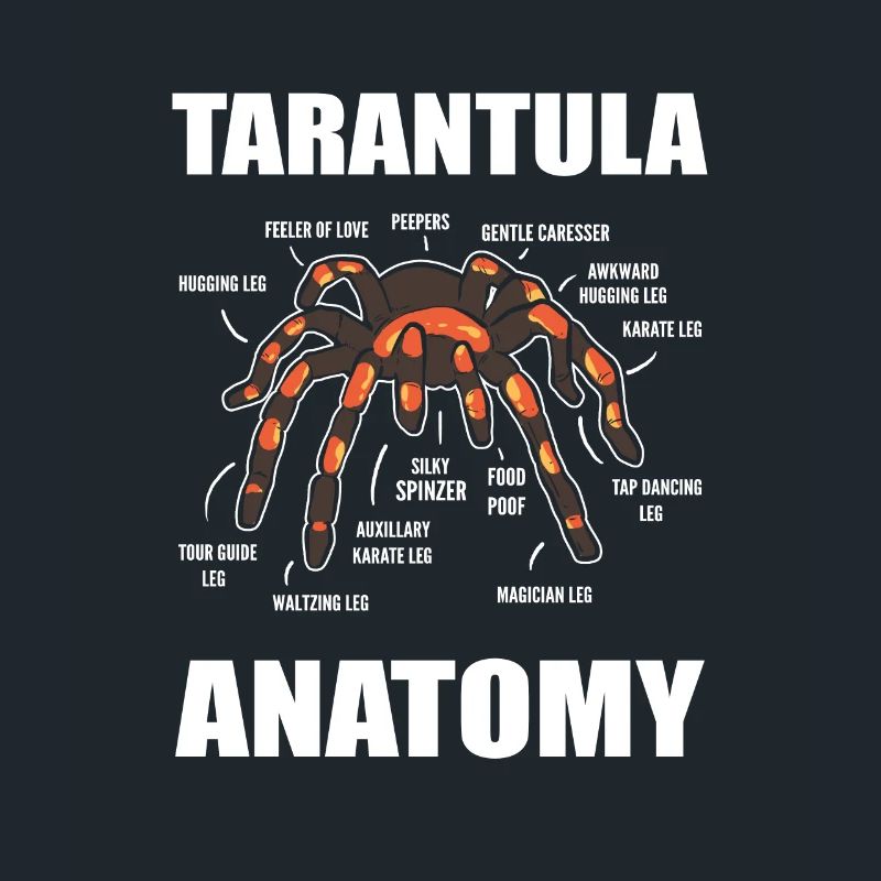 Science Araignées Araignées Anatomie d’araignées