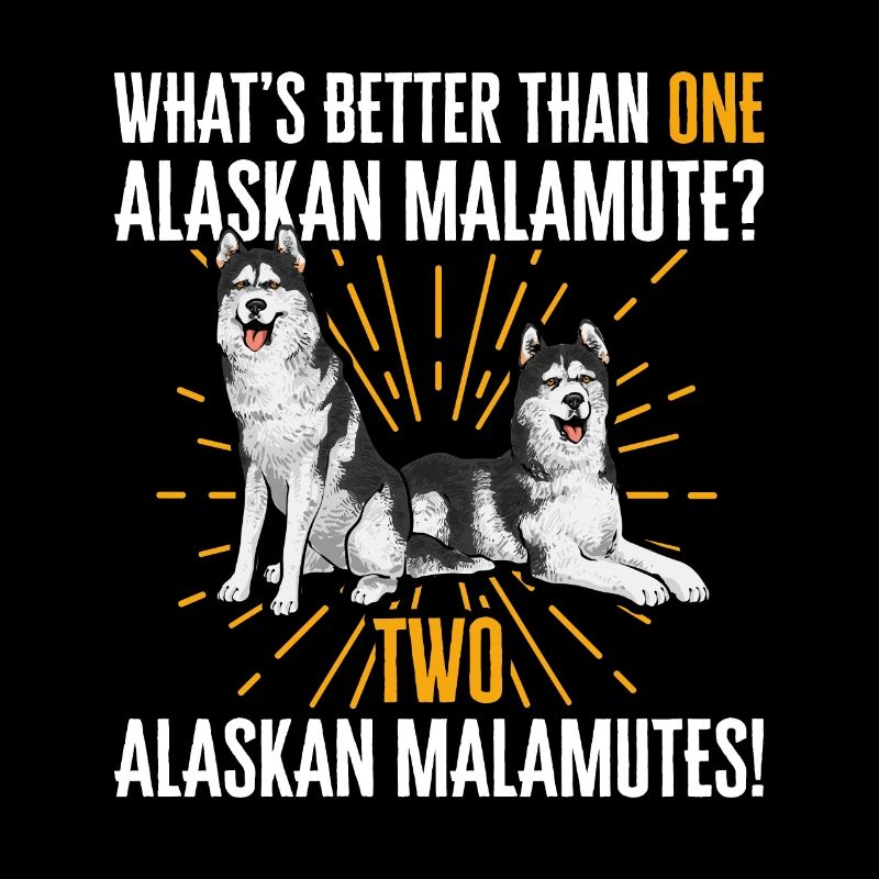 Chien Malamute d’Alaska