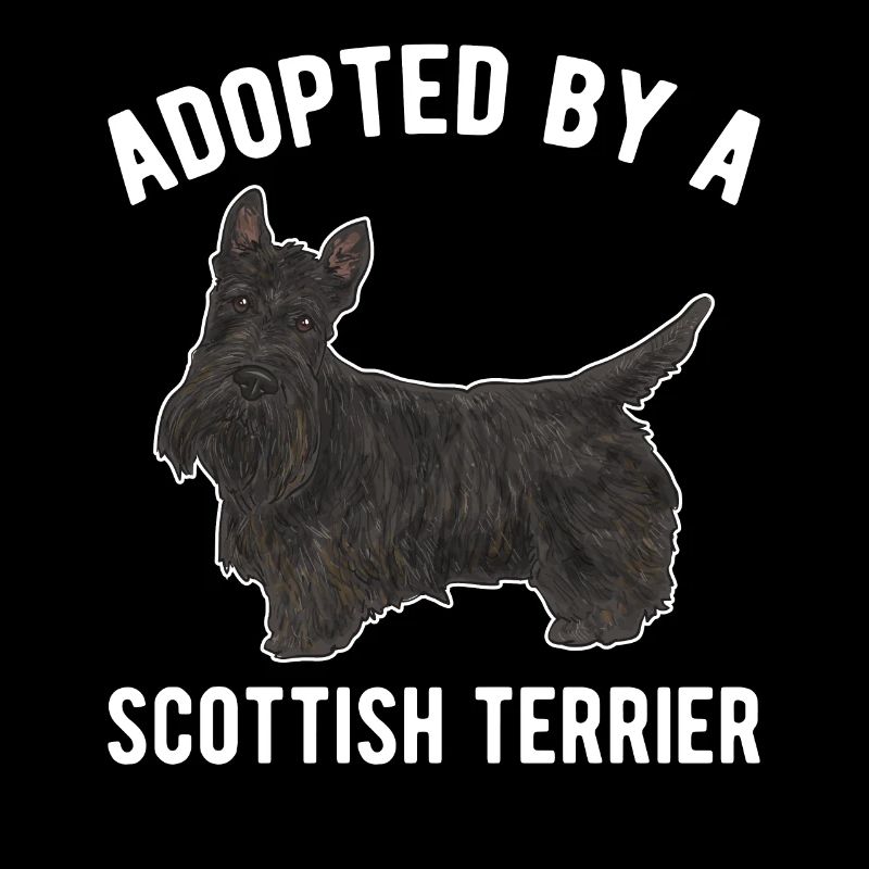 Scottish Terrier Scottie Hund