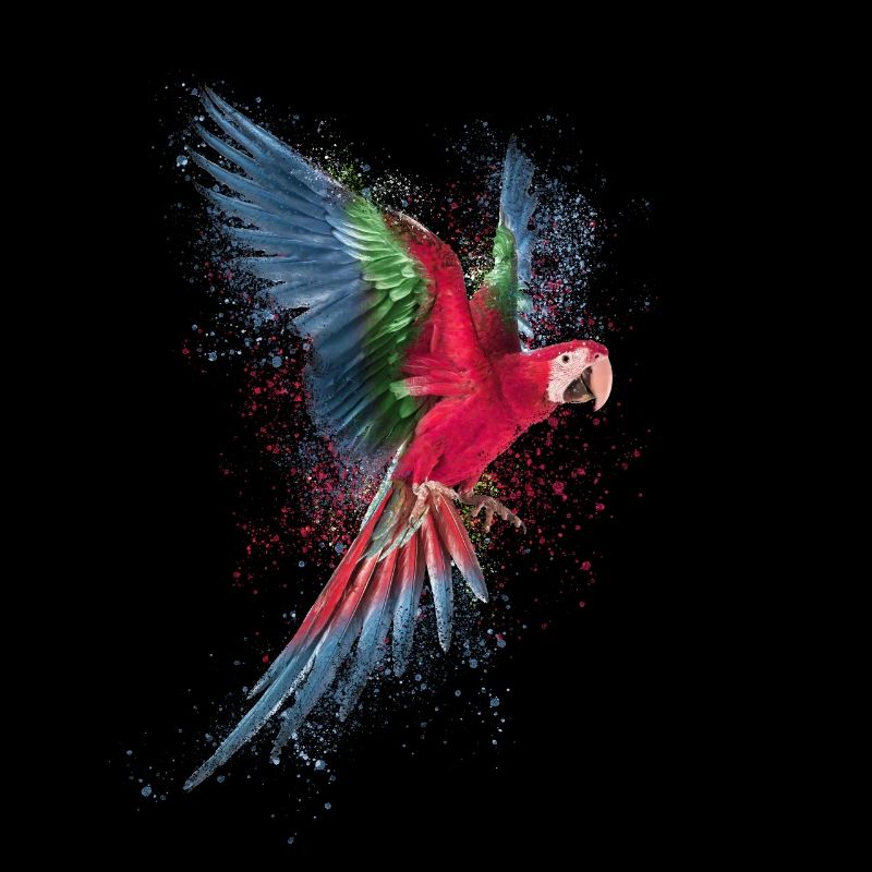 Perroquet avec des gouttes de couleur