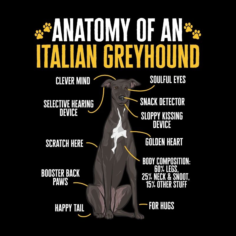 Italienischer Windspiel Windhund Hunde