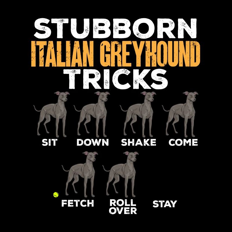 Lévrier italien Greyhound Chiens