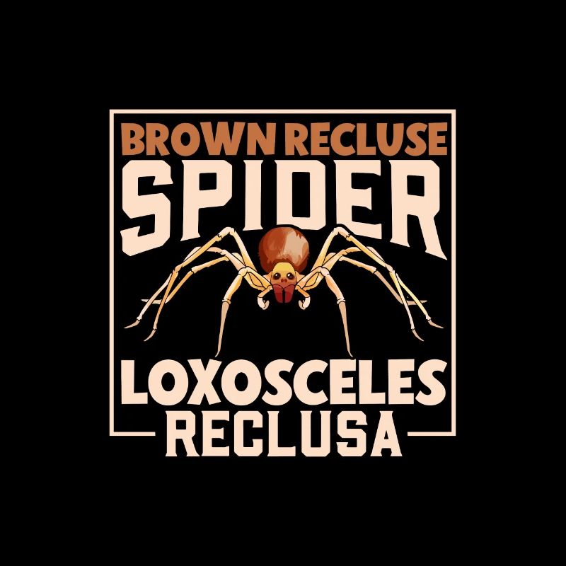 Araignée recluse brune