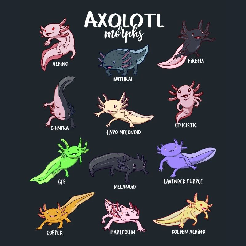 Différents types d’axolotl kawaii