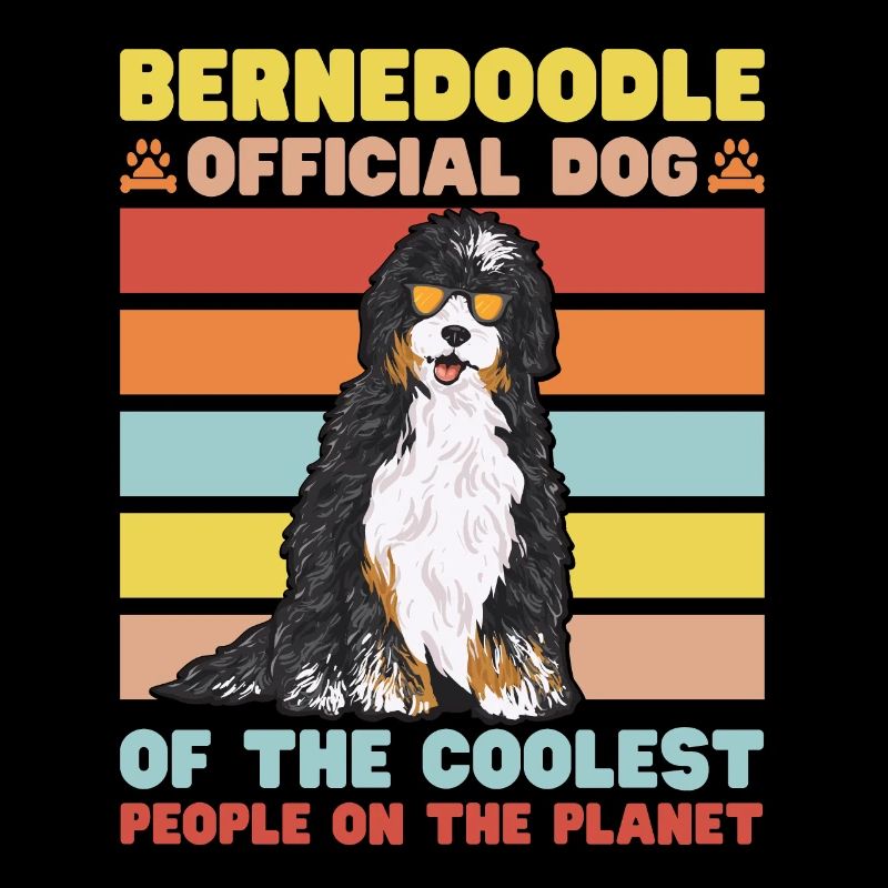 Bernedoodle Hund
