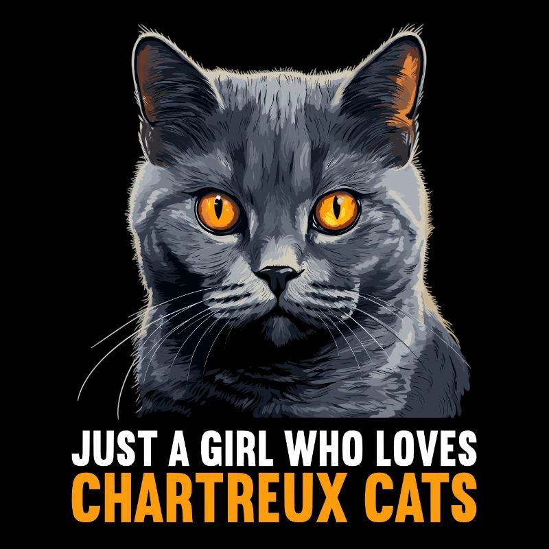 Chartreux Cat Carthusian Cat