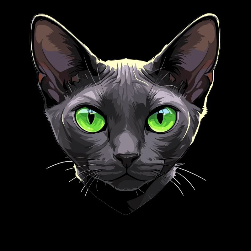 Korat Chaton Korat Chat