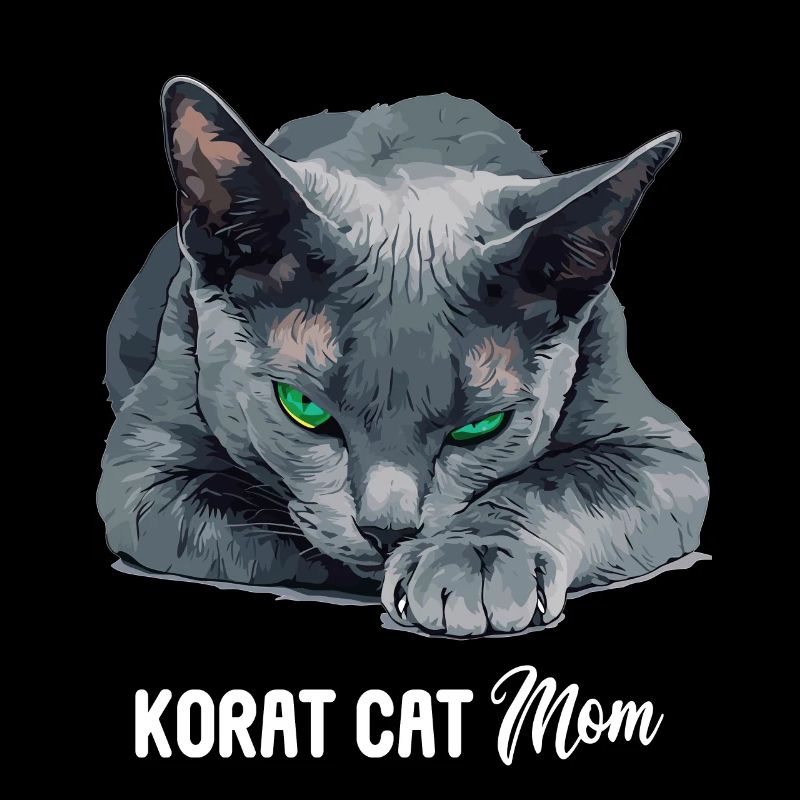 Korat Chaton Korat Chat