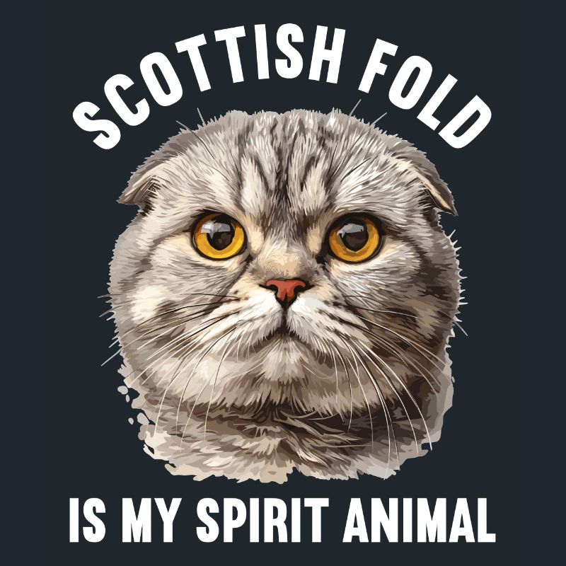 Scottish Fold Kitten Scottish Fold chat