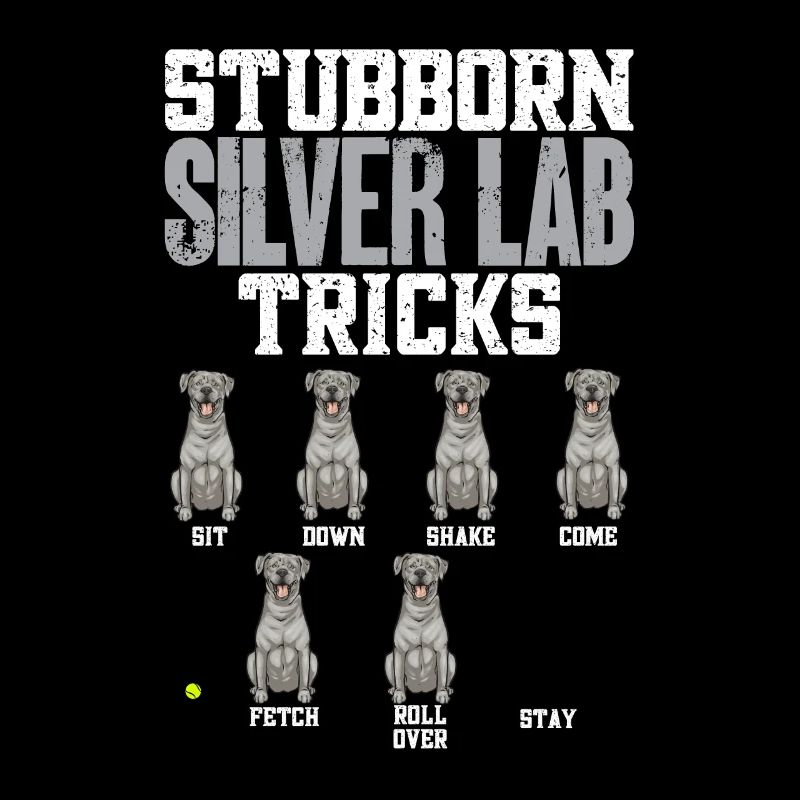 Silver Labrador Retriever Silver Lab